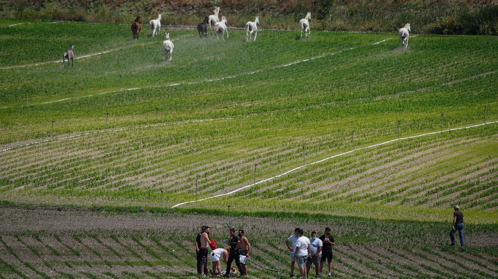 Así fue la salvación de las llamas de una manada de caballos en La Teja