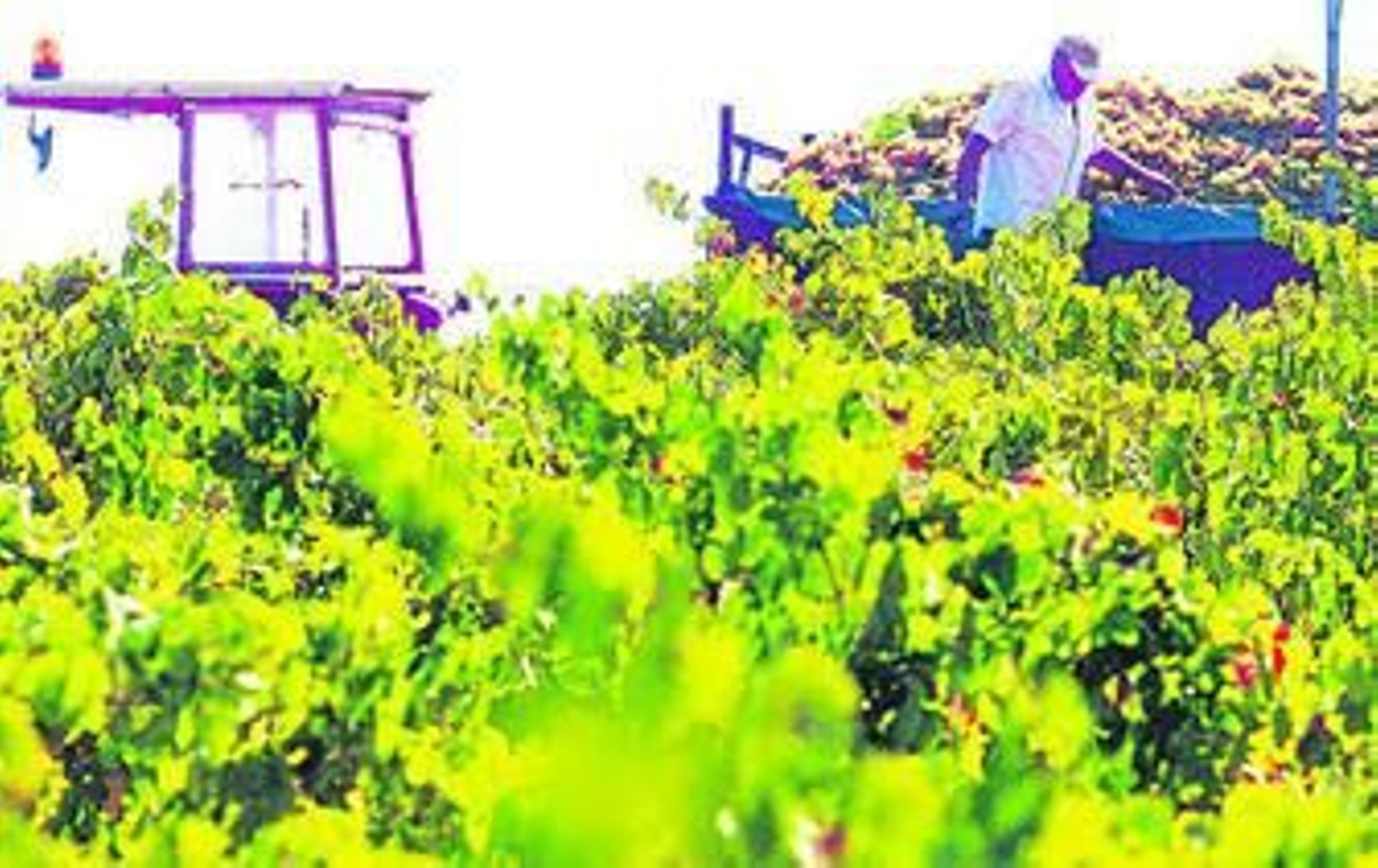 Un jornalero de la comarca del Condado en plena faena de recolección.