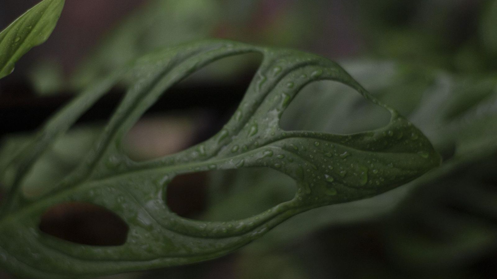 Detalle de las hojas de la planta colgante de interior monstera o costilla de Adán. Detalle de las hojas de la planta colgante de interior monstera o costilla de Adán.