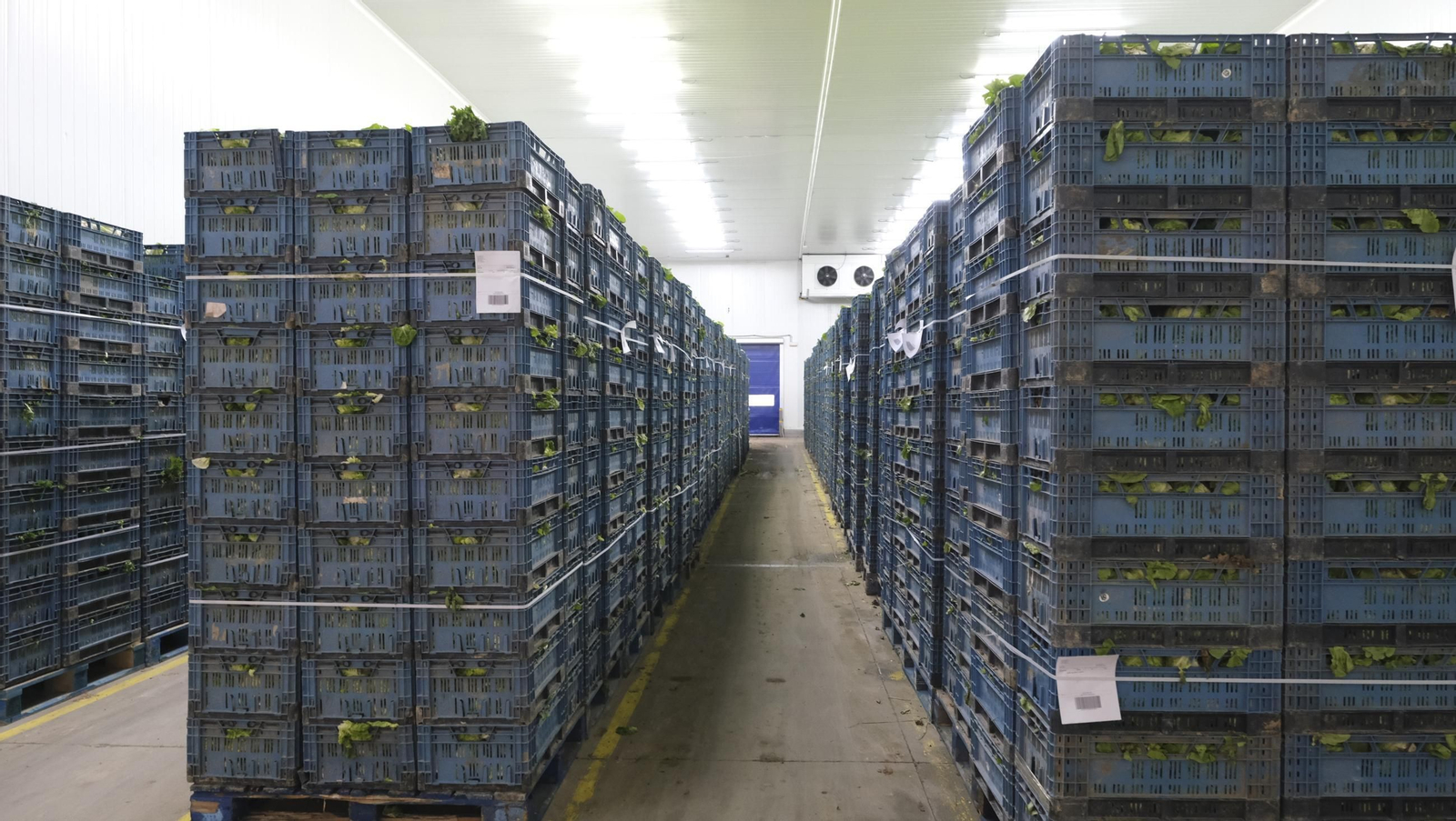 Desde Cuevas del Almanzora para el resto del mundo, las mejores escarolas con Cuadraspania, en imágenes