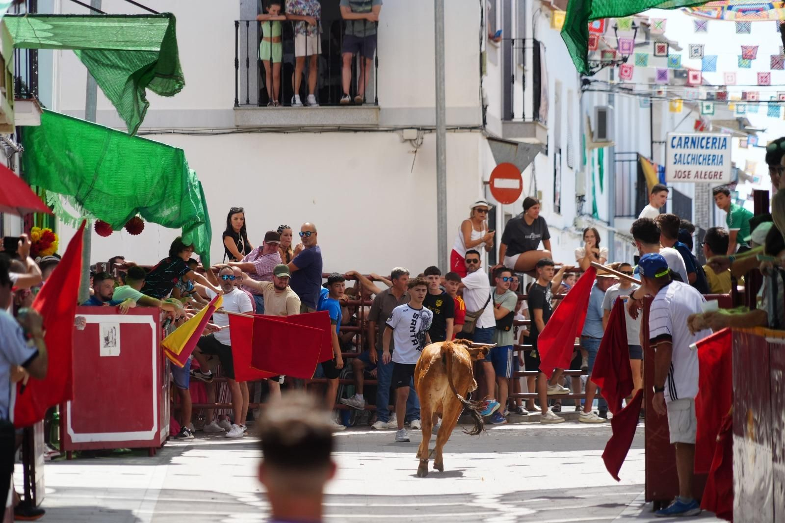 El encierro de vaquillas de El Viso, en imágenes