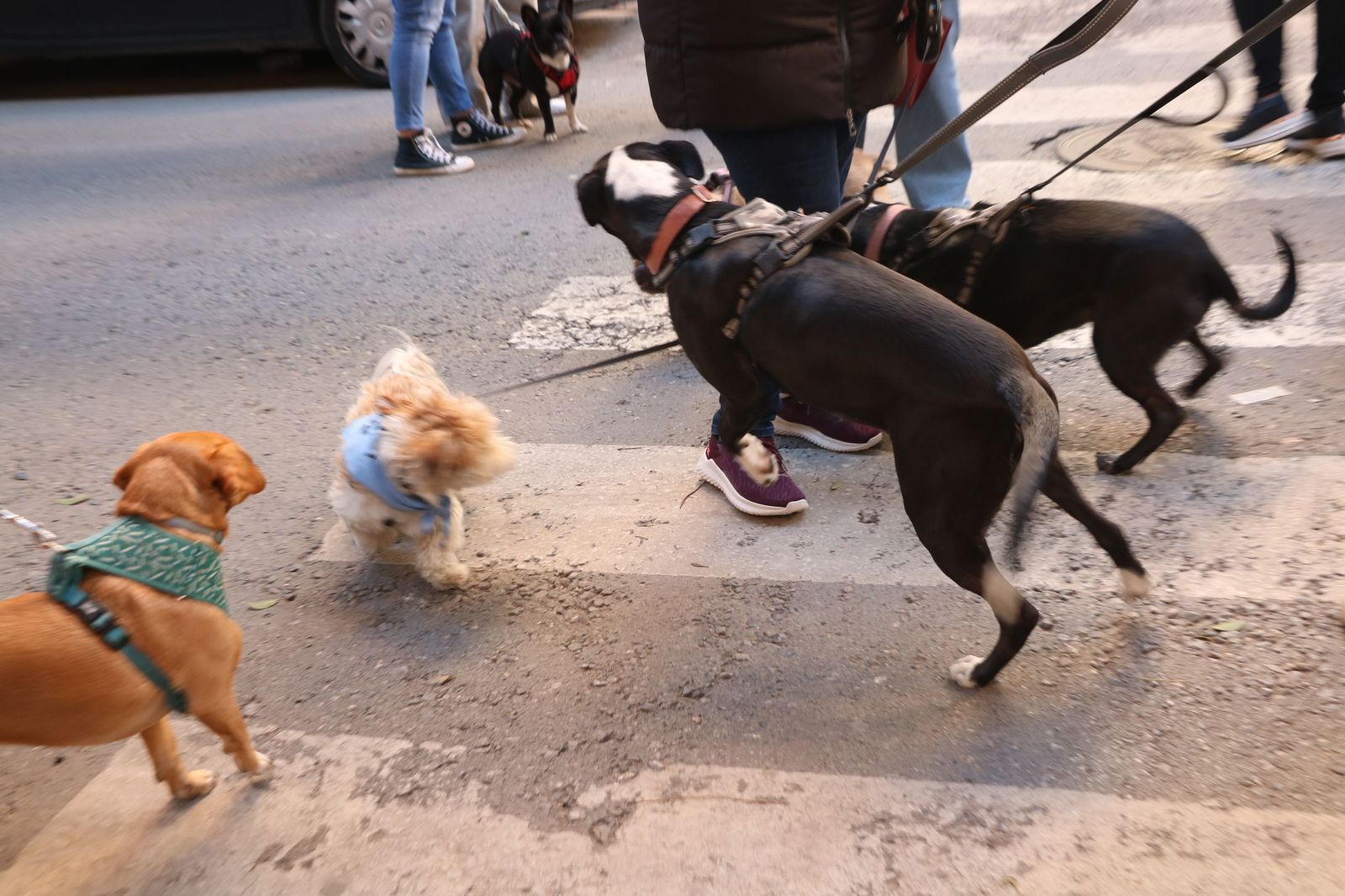 Así ha sido la bendición de las mascotas y la subasta de 'rabicos' en el casco histórico de Almería