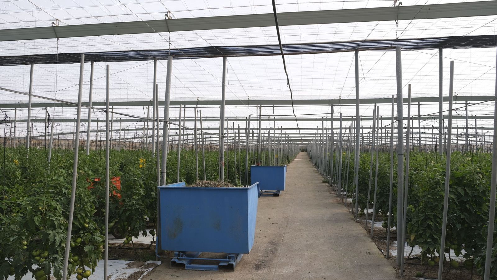 Los efectos del temporal de viento en los invernaderos, en imágenes