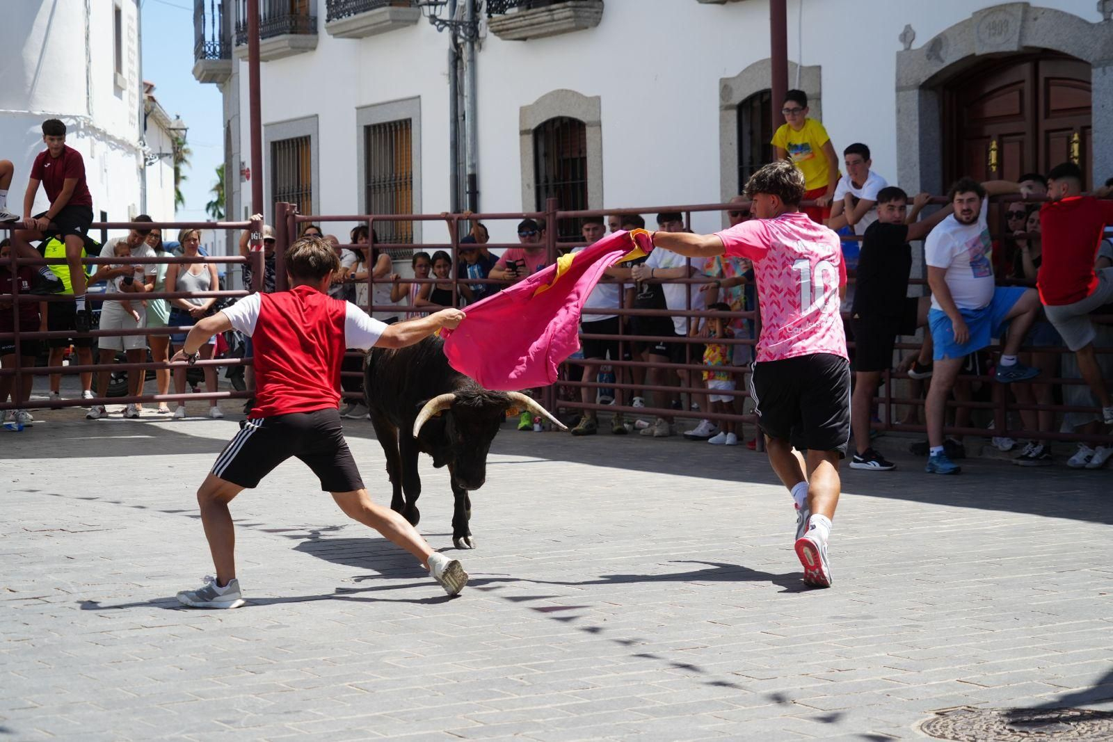 Las mejores imágenes de la suelta de vaquillas en la Feria de Alcaracejos
