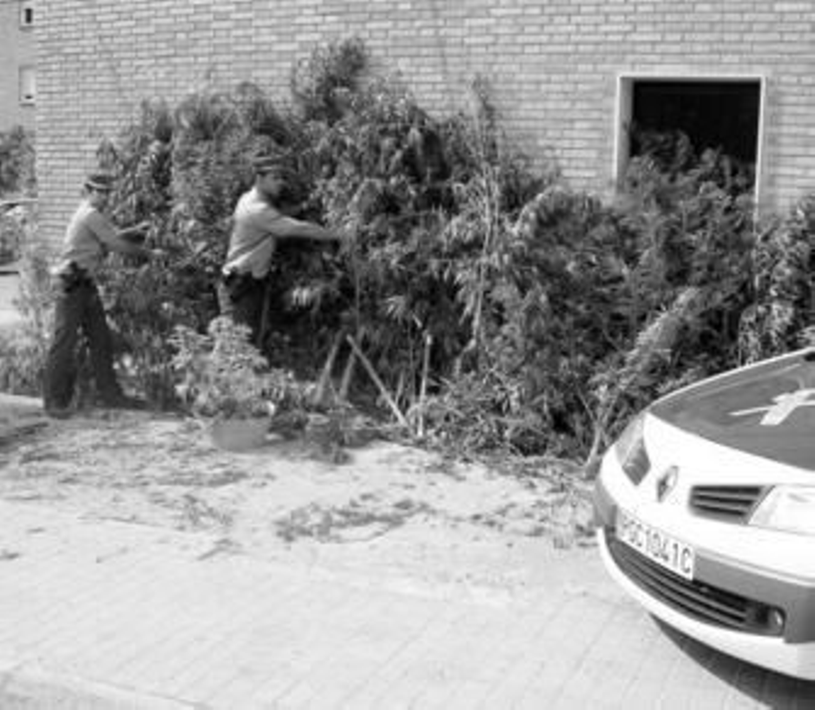 Marihuana intervenida esta semana en un operativo especial desarrollado en un barrio marginal de Baena.