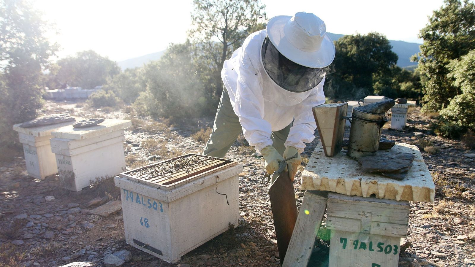 Juan Alférez, apicultor, capa sus colmenas.