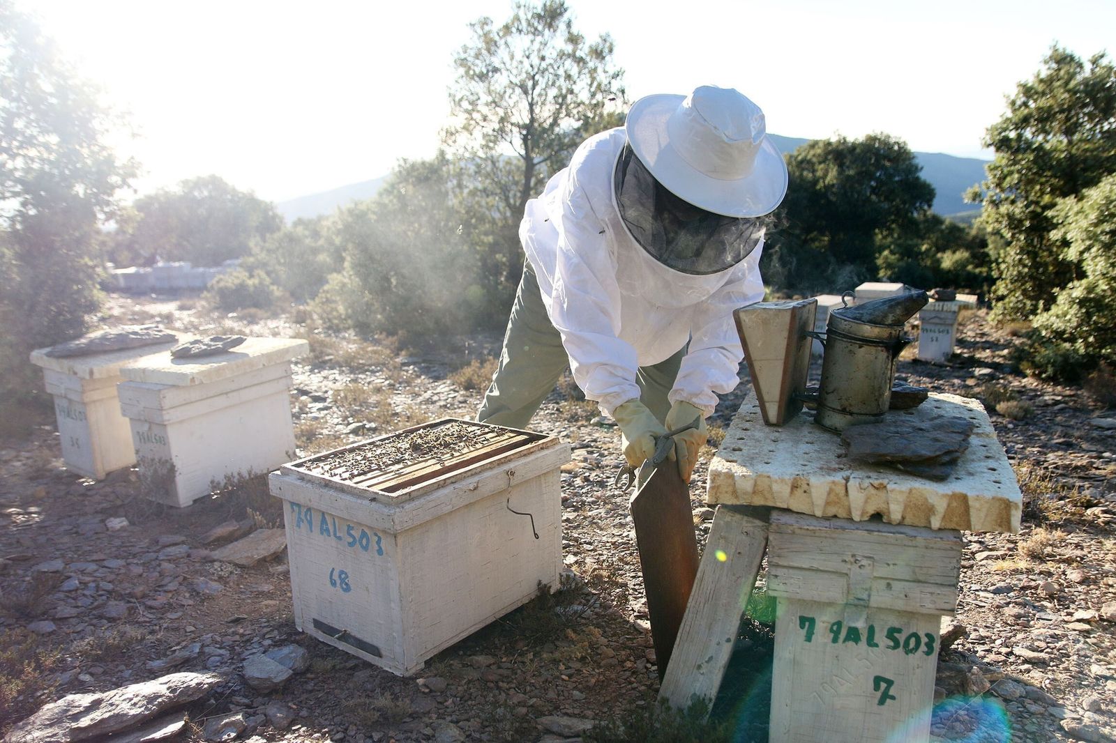 Un apicultor, con sus colmenas.