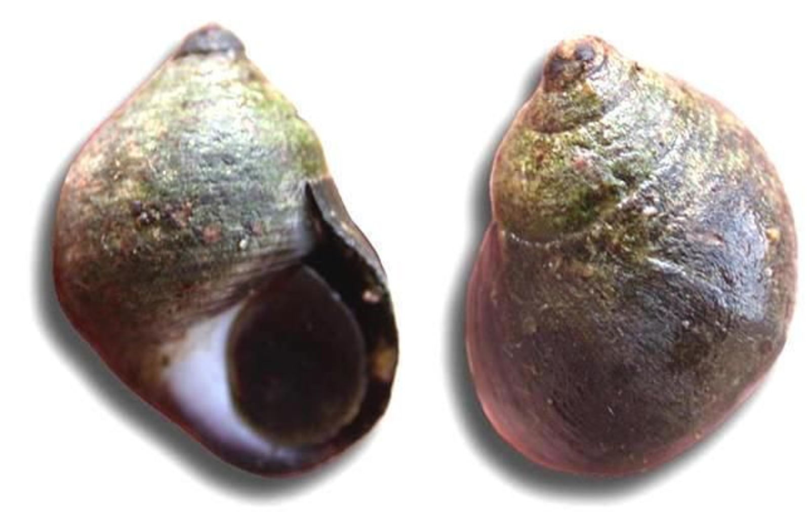 Bígaros:                            'Littorina litorrea'