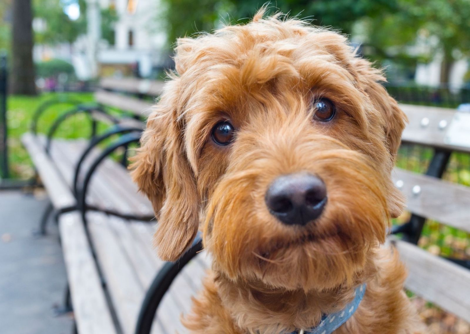 ¿Sabrías identificar estos cruces de perros?