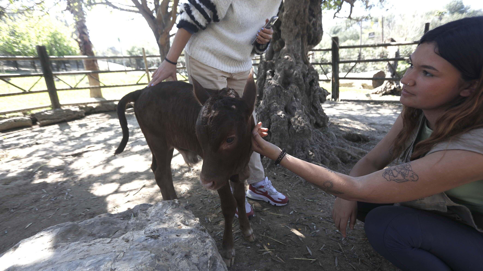 Las fotos del tigre de bengala, en la reserva "La pequeña África"