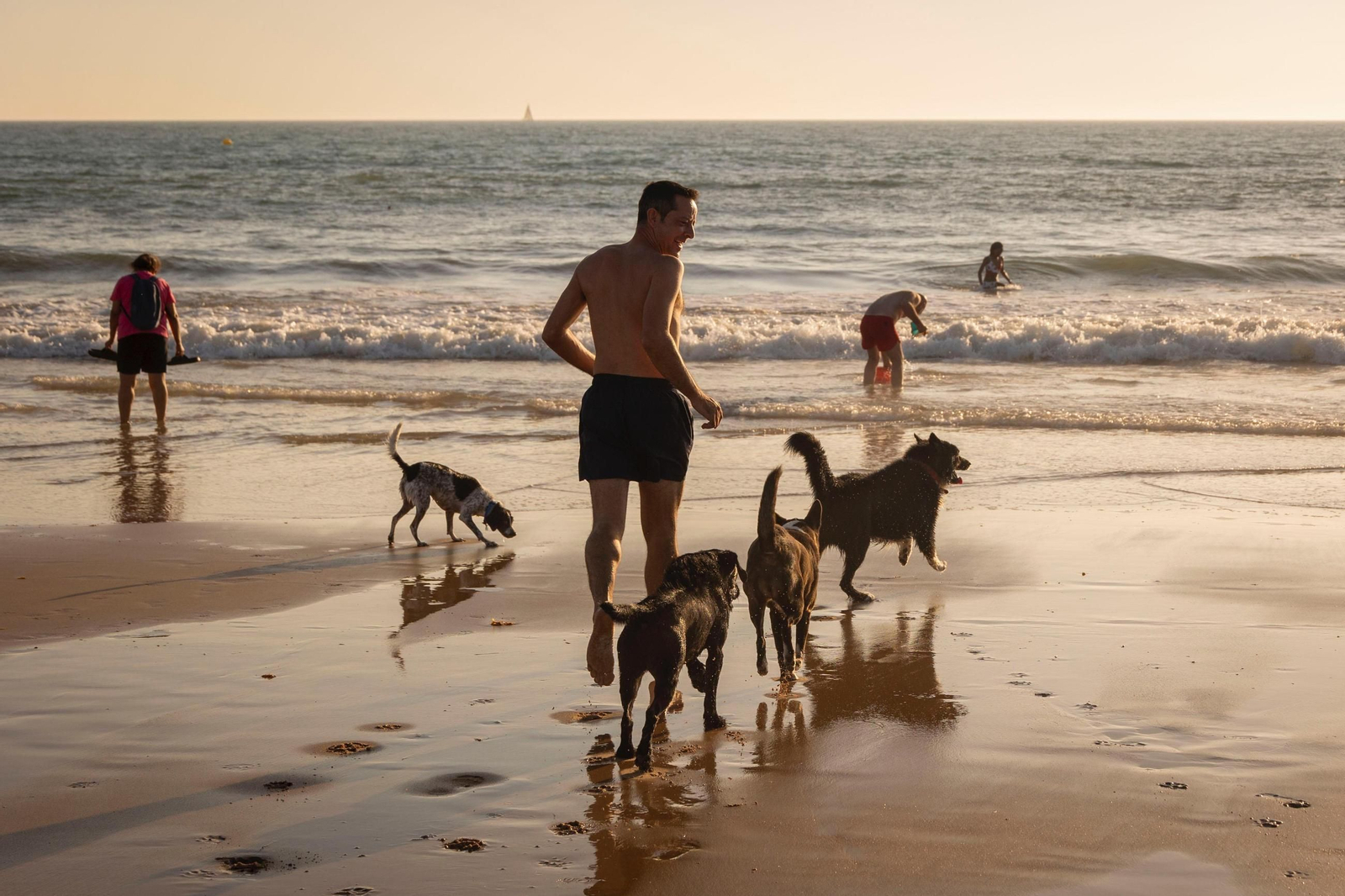 Así disfrutan los perros y sus dueños en la playa canina de Cádiz