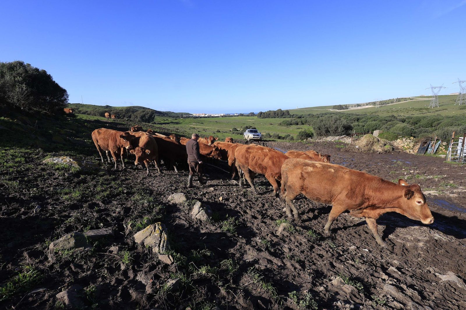 Las fotografías de la ganadería de Luis Benítez en Tarifa