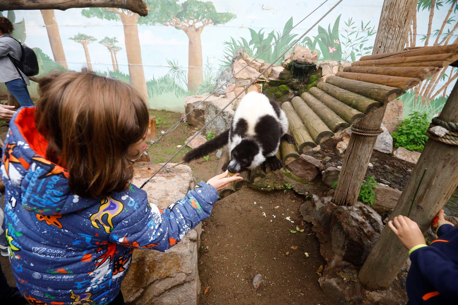 Así son las Aulas Específicas del Zoo de Córdoba en las que niños interactúan con lemures, en imágenes