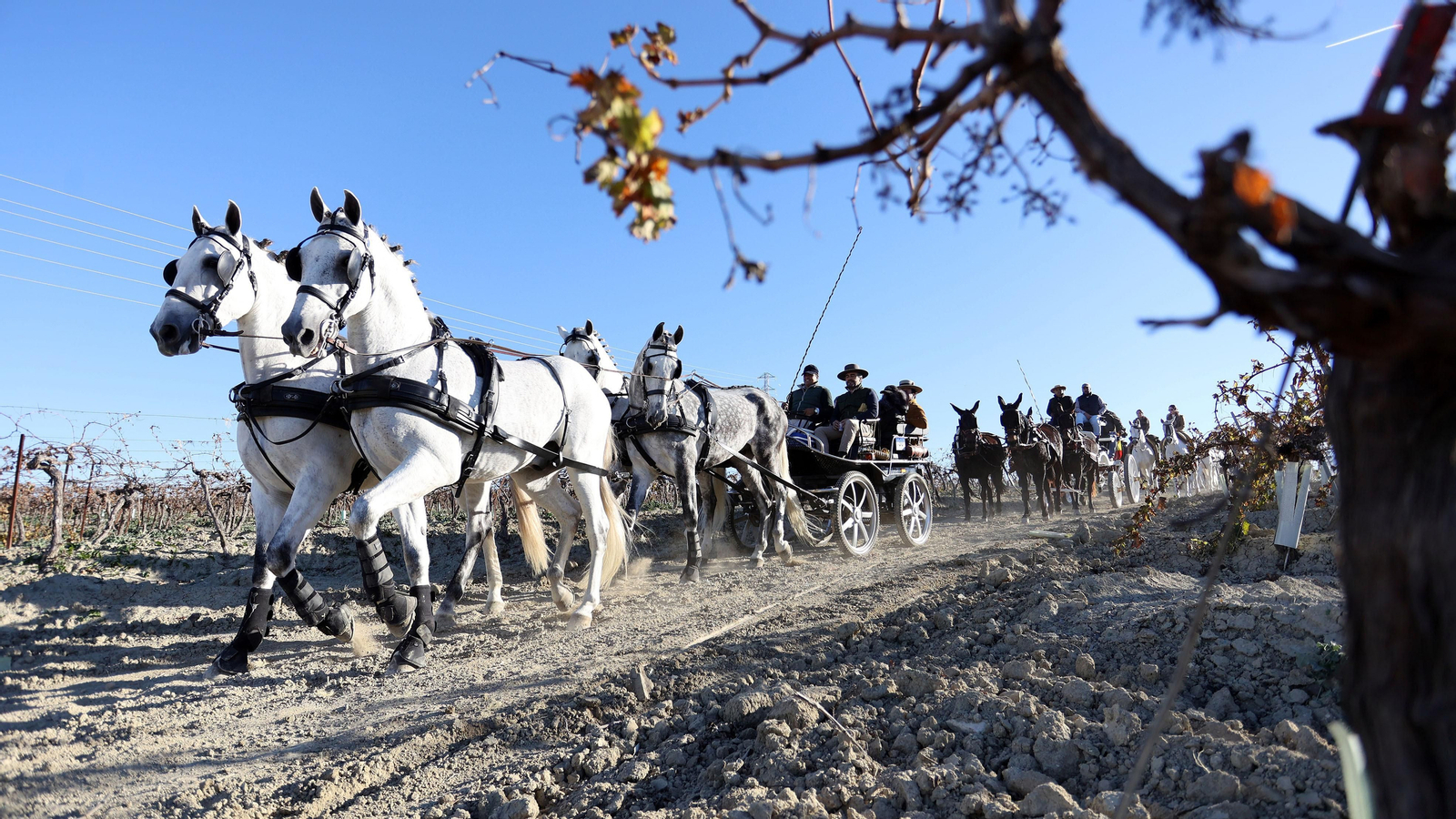 II Ruta Viñas de Jerez