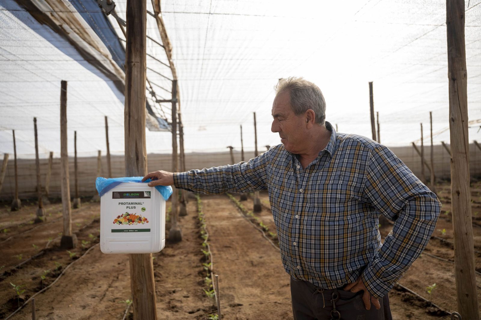 La primavera se planta en invierno entre sandías y tomates almerienses