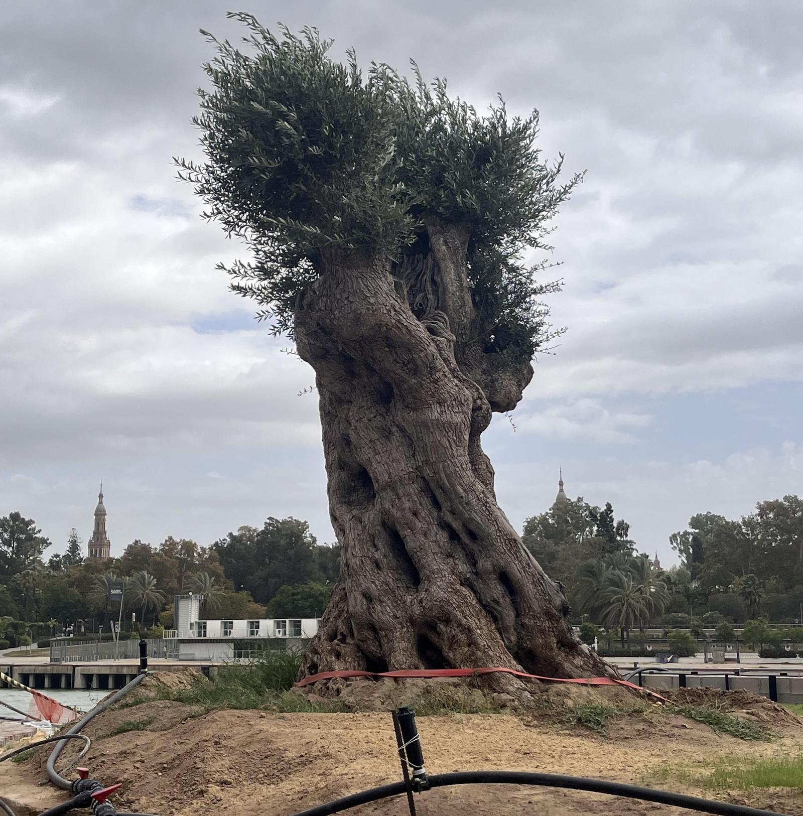 Primer plano del olivo centenario del Jardín de las Cigarreras.