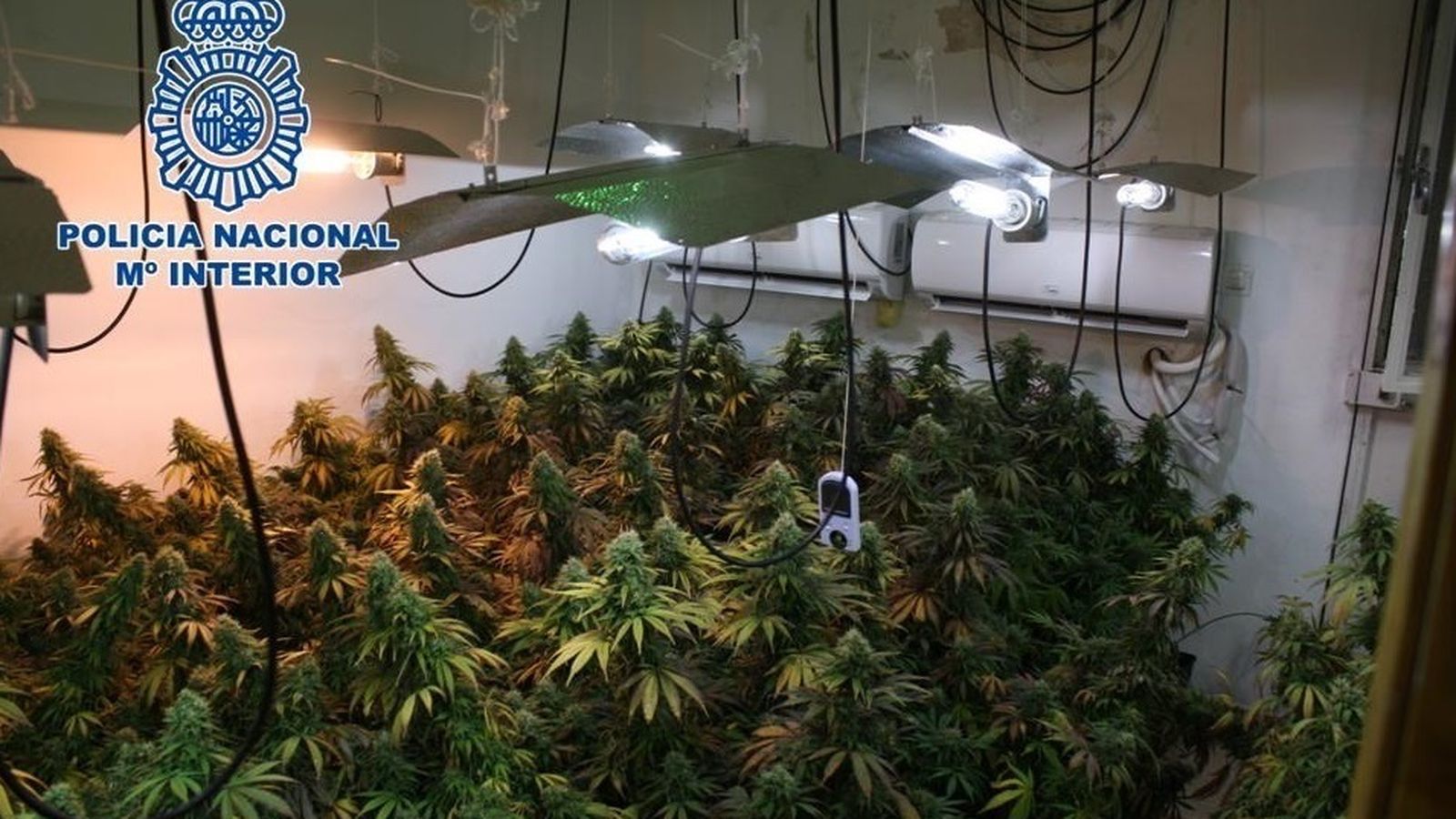Plantación indoor de marihuana.