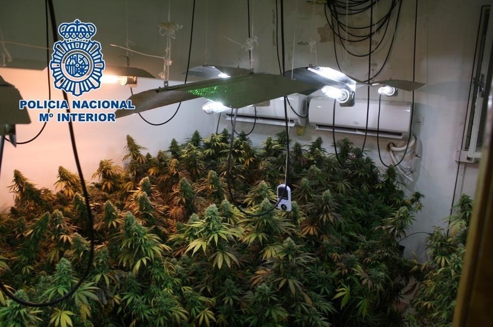 imagen de archvio de una plantación 'indoor' de marihuana.