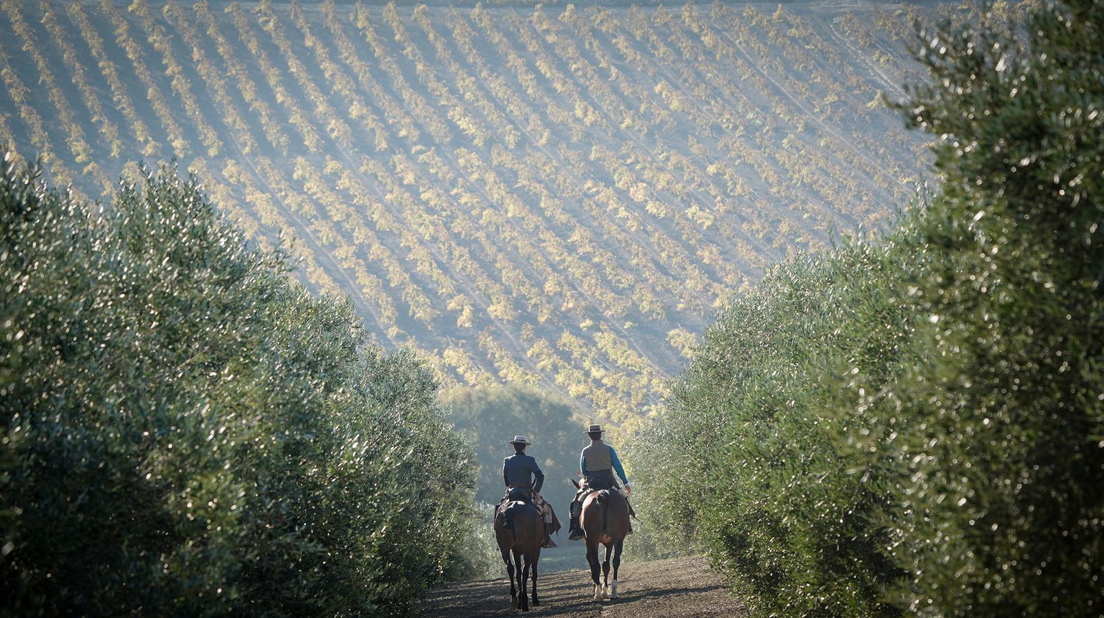 I Ruta de Carruajes Viñas de Jerez