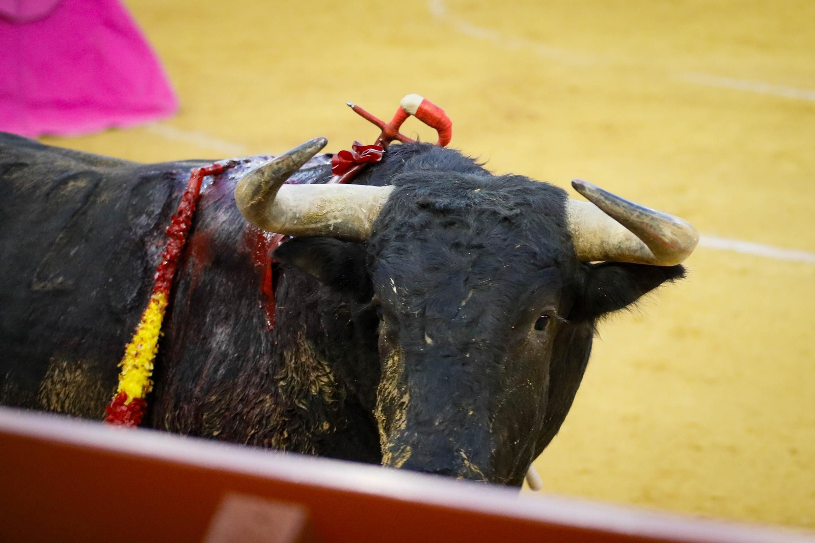 Imágenes de la corrida de toros en Roquetas de Mar