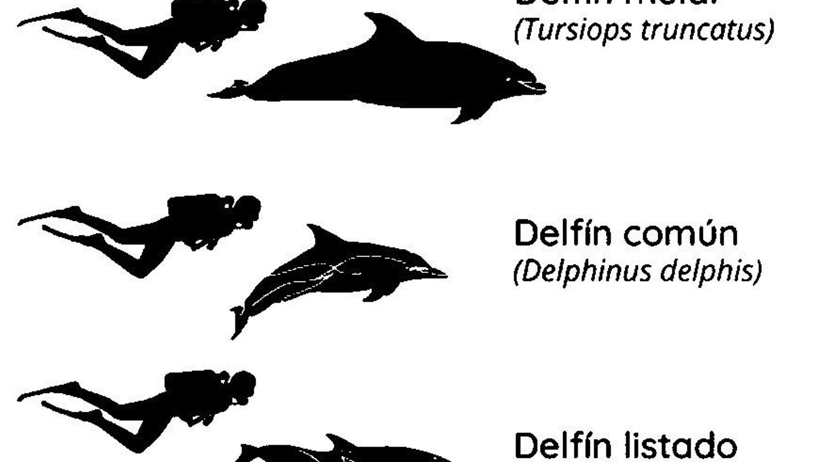 Tipos de delfines