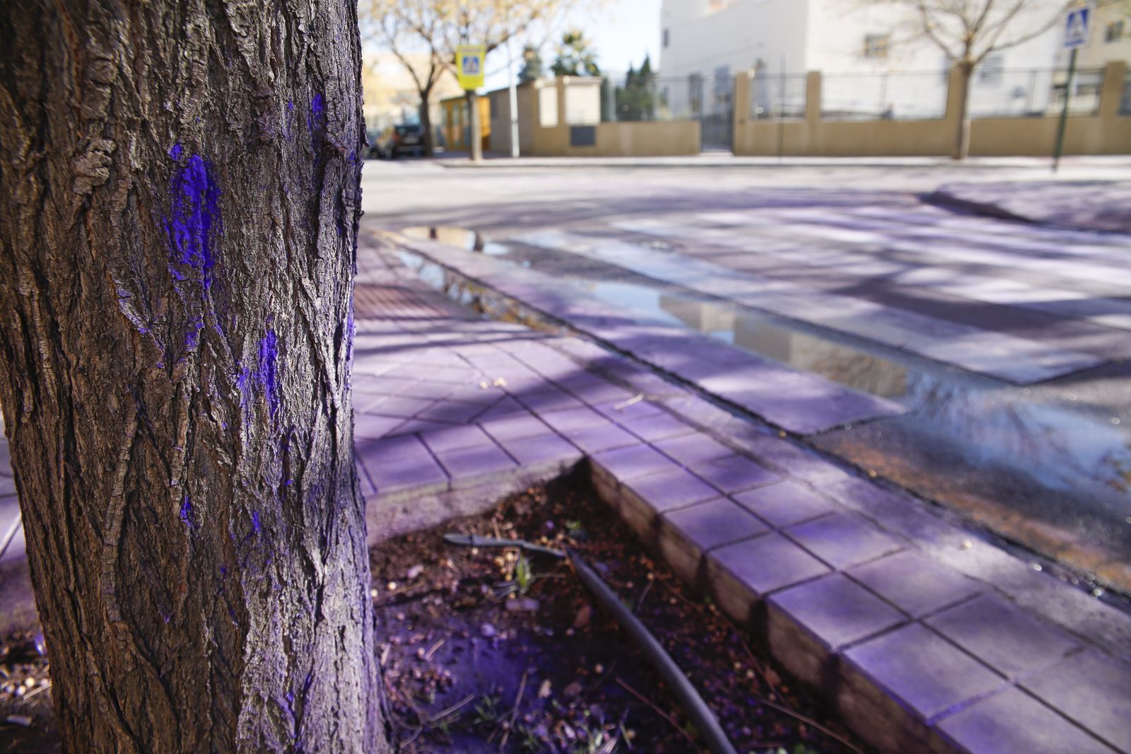 Polvos morados en el recorrido.