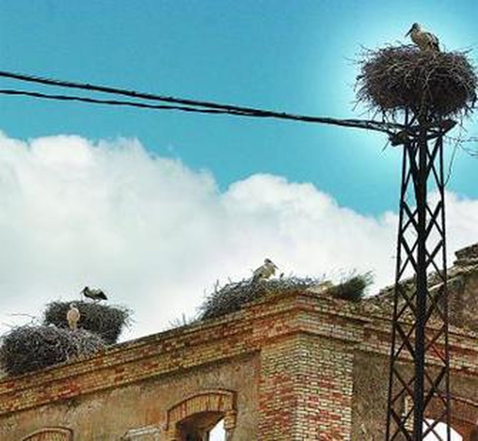 Los nidos se acumulan en la vieja Azucarera Jerezana.