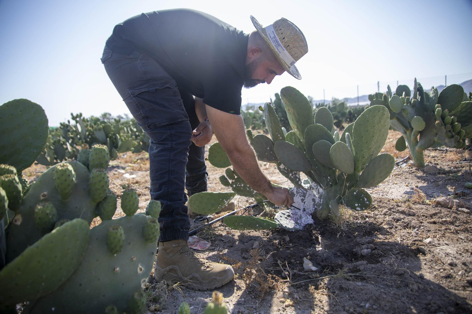 Plantación de chumbos de Níjar