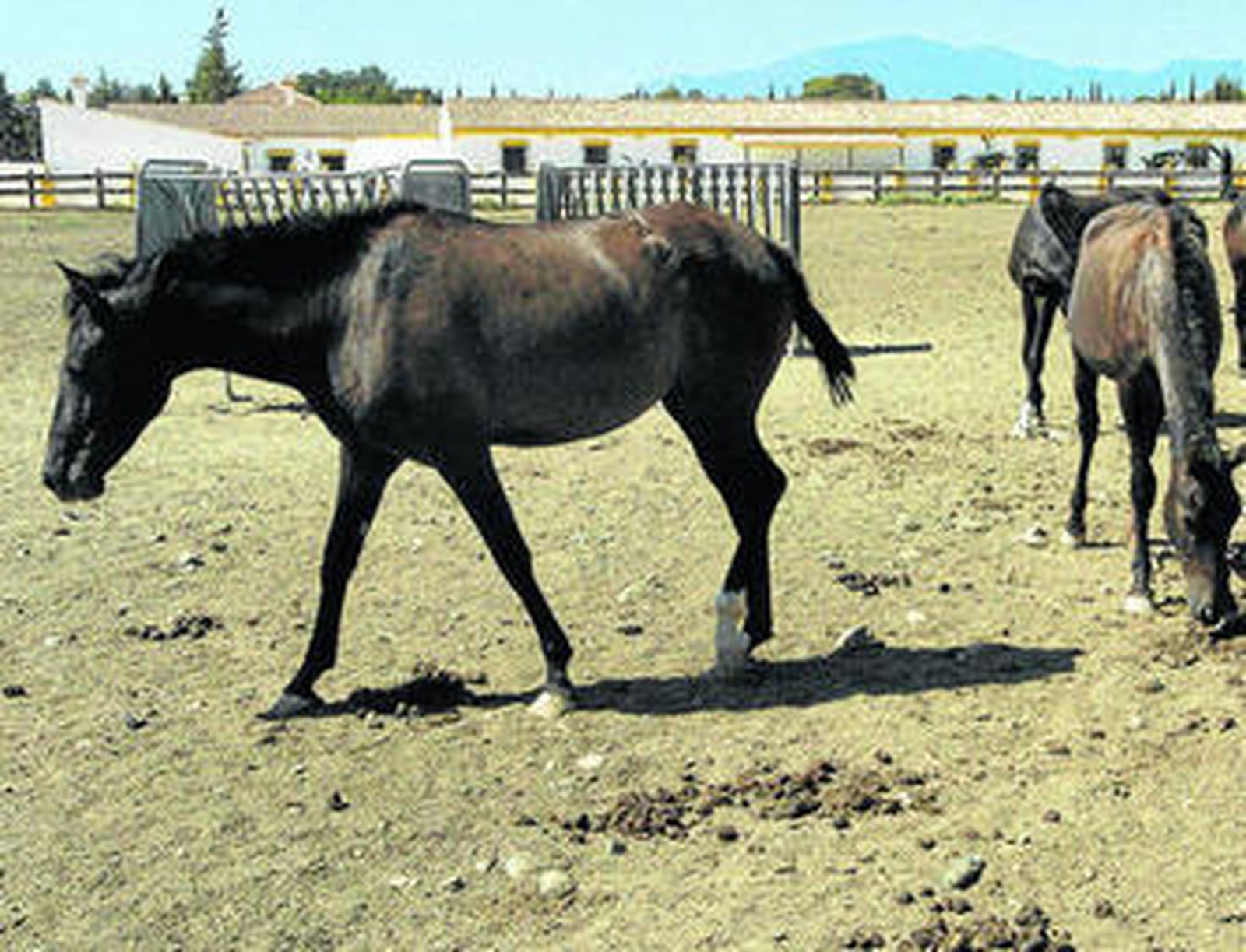 Caballos de pura raza intervenidos a Roca en la operación Malaya.