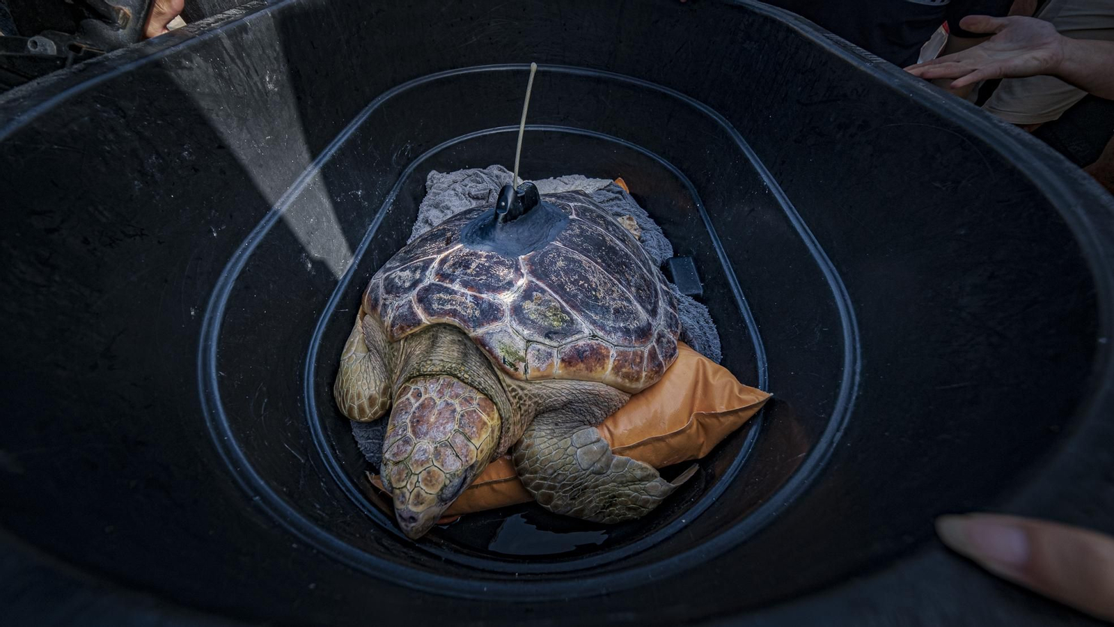 Las imágenes de la vuelta al mar de tres tortugas marinas en la playa de Cortadura, en Cádiz.