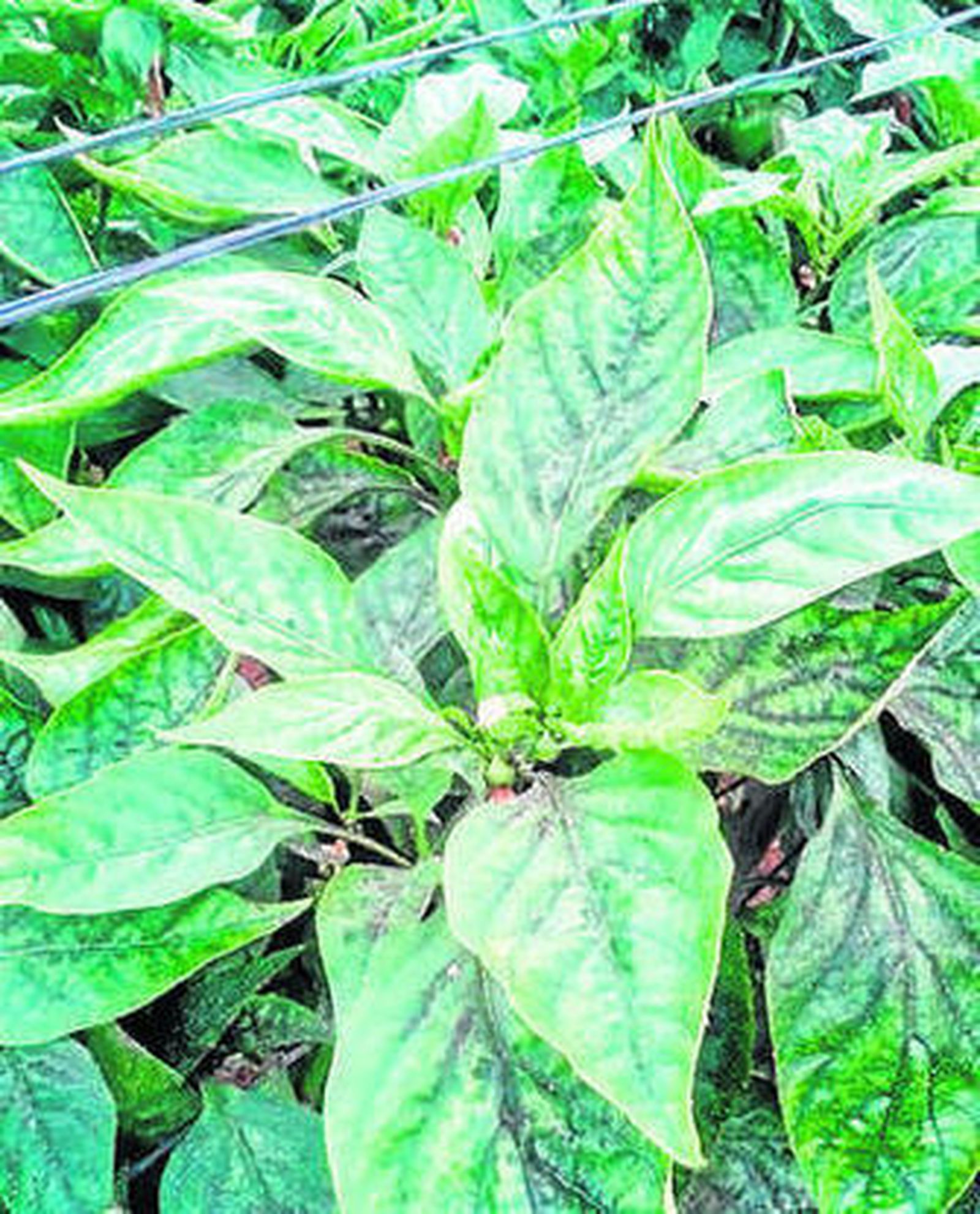 Virus de las venas amarillas.