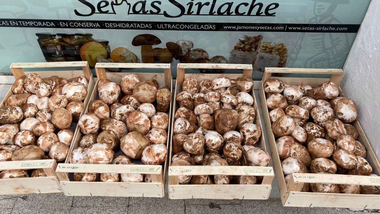 Setas Sirlache Setas Sirlache