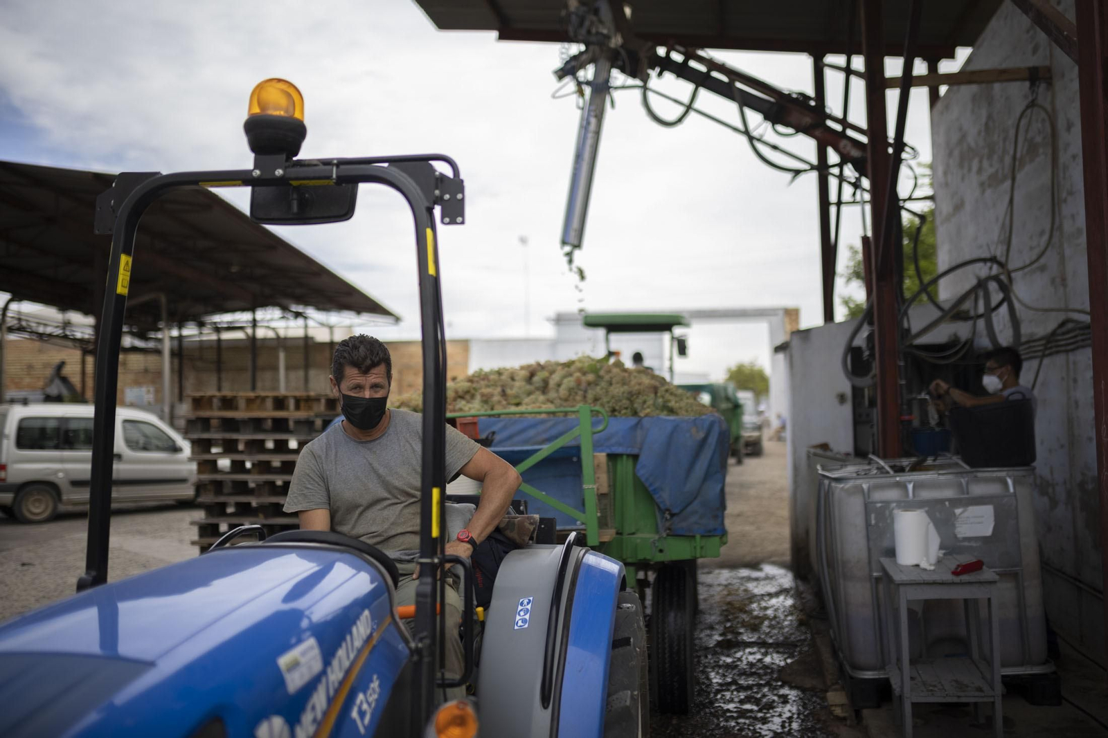 Imágenes de la vendimia en el Condado de Huelva