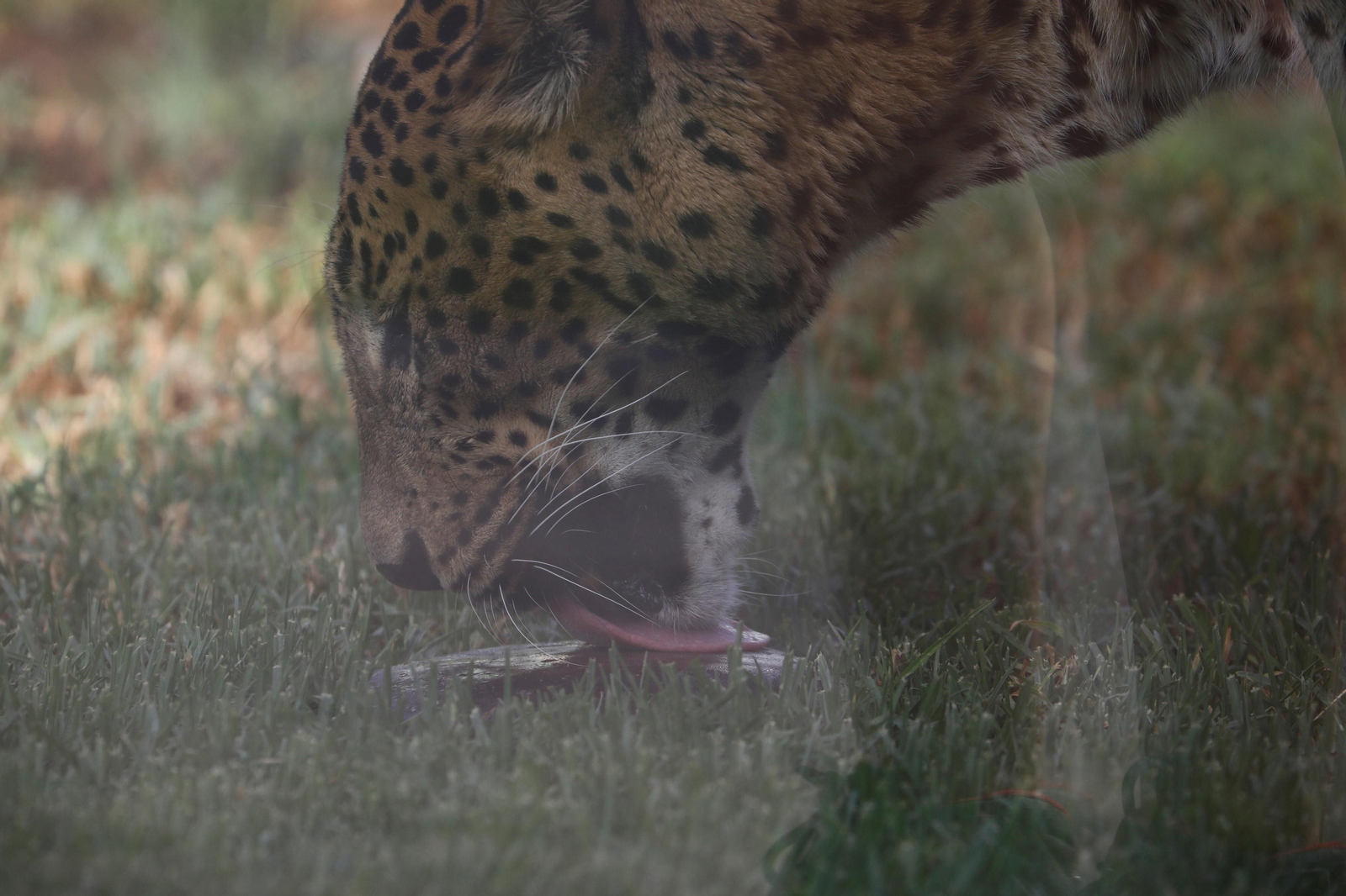 Fotogalería: Así viven los animales del Zoo de Córdoba los meses de verano
