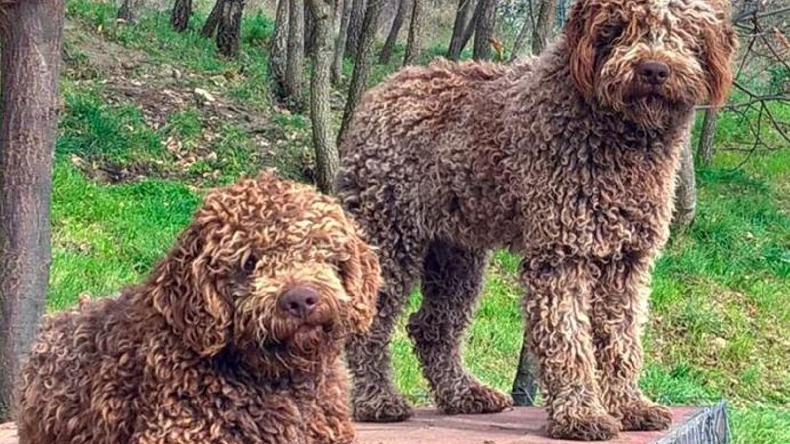 Lagotto Romagnolo