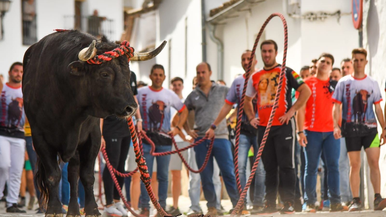 Un toro ensogado en la suelta de Benamahoma, este domingo.