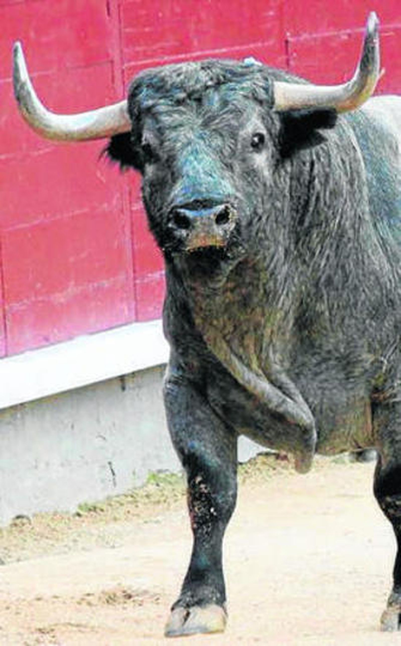 Toro de Pablo Romero en Madrid.
