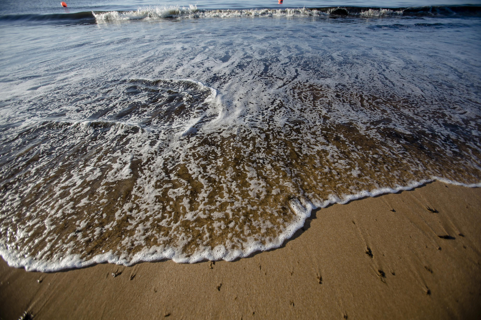 El alga asiática invade de nuevo la playa de Los Caños de Meca