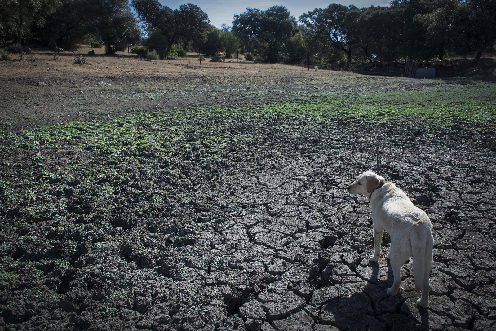 La sequía amenaza a la ganadería de toda Andalucía