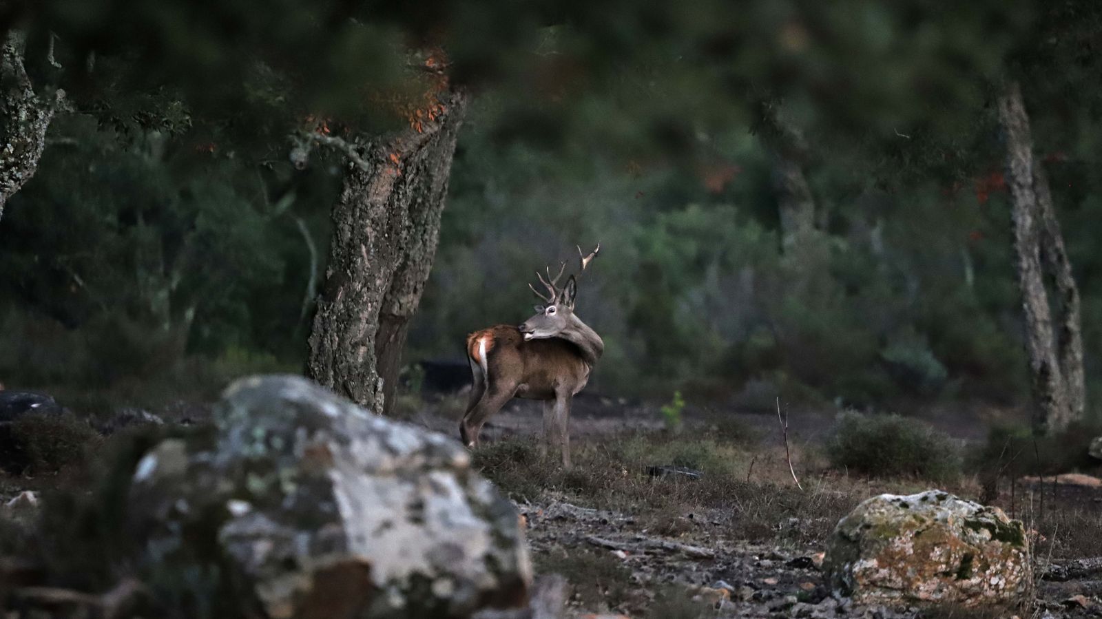 Fotos de la berrea en el Campo de Gibraltar