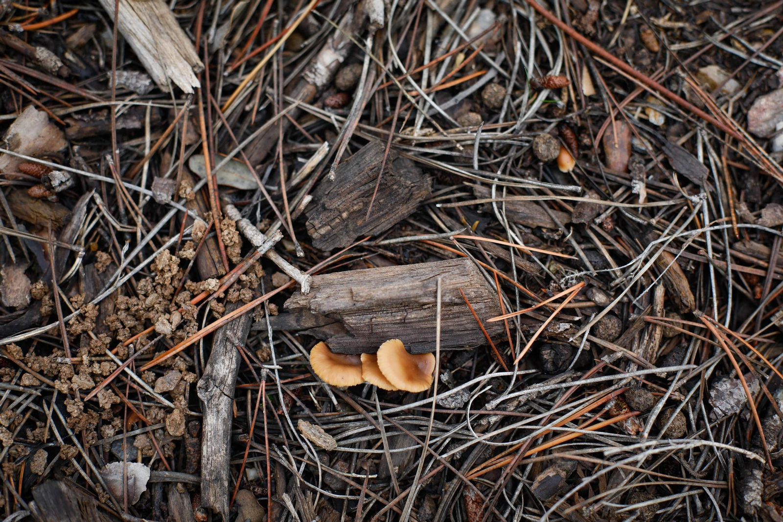 La ruta recolectora de setas en Abla por las XIX Jornadas Micológicas, en imágenes