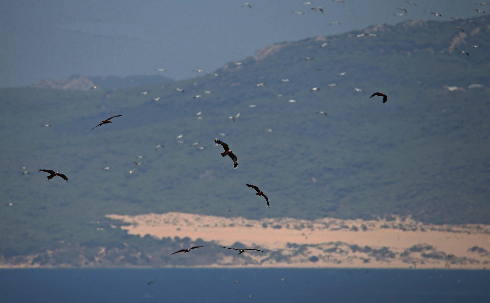 Aves sobrevolando Tarifa Aves sobrevolando Tarifa