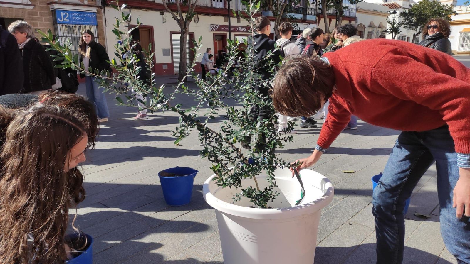 Estudiantes de Secundaria sembraron un olivo en la Plaza de Jesús como símbolo de Paz