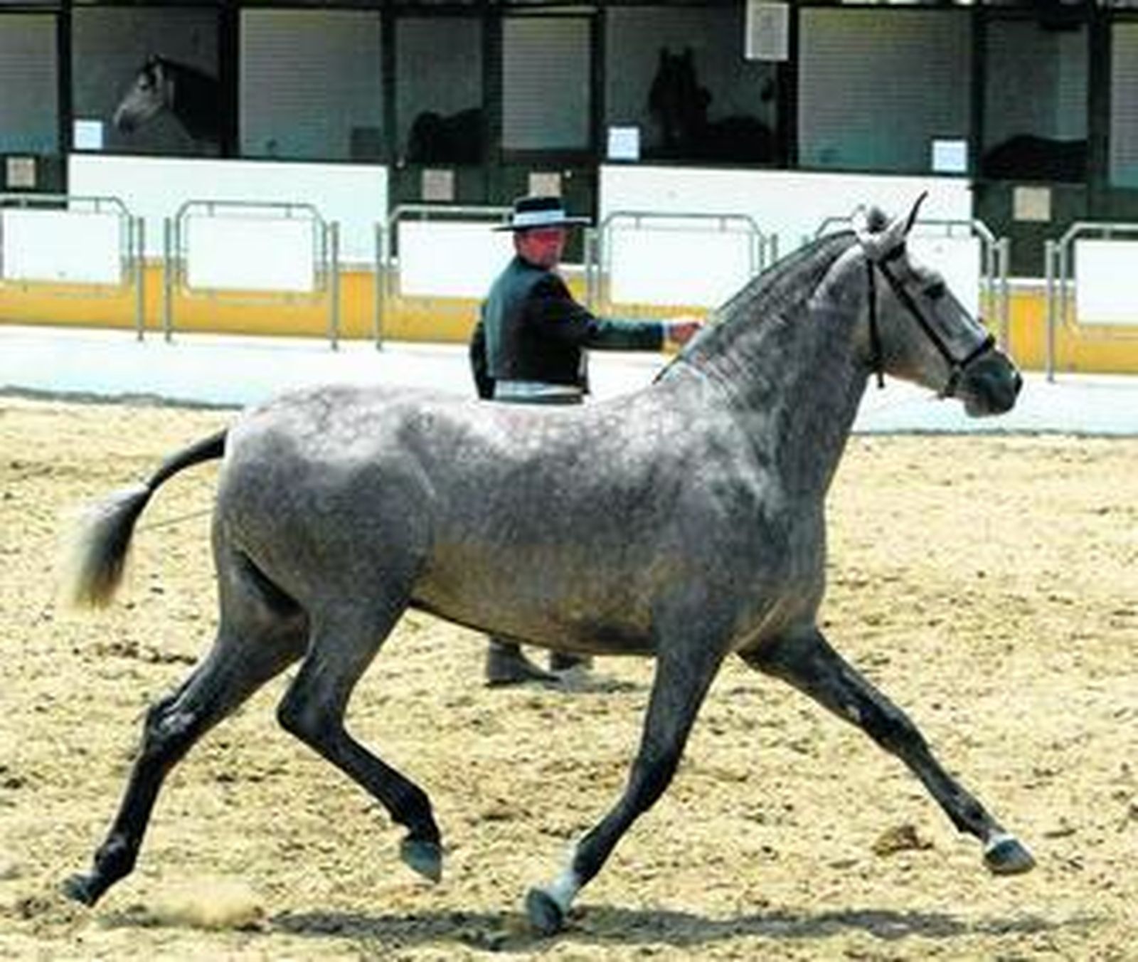 Imagen de un Pura Raza durante una competición.