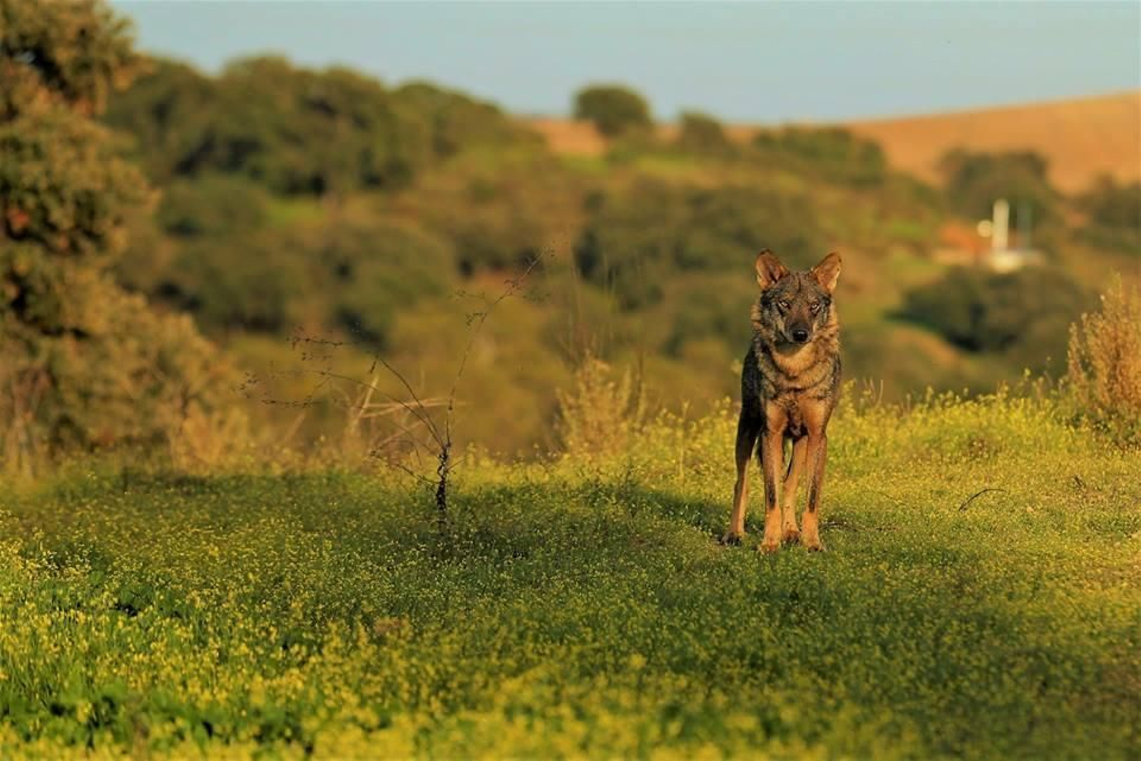 Así es la manda de 20 lobos que habita en una finca sevillana de Las Pajanosas.