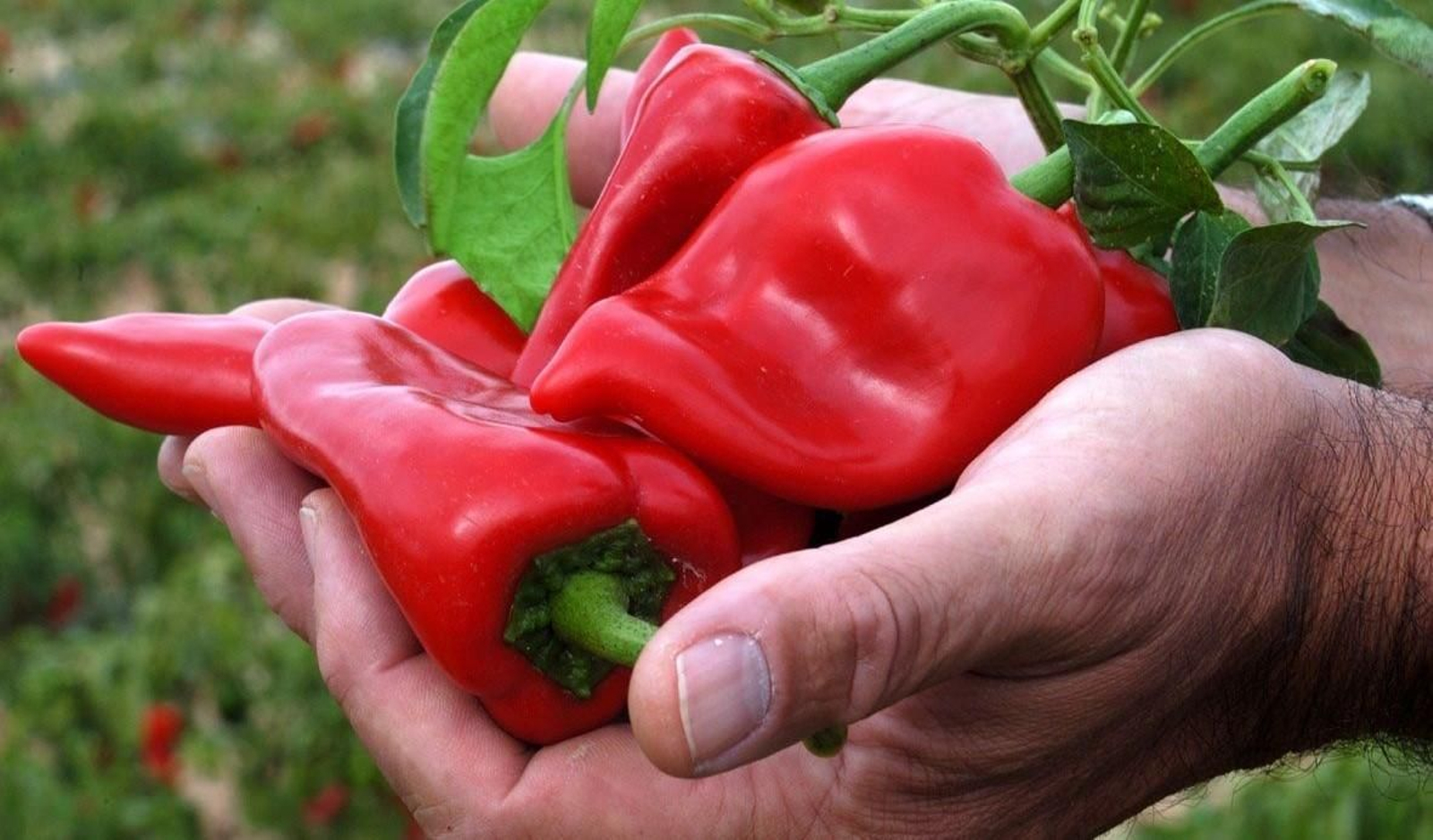 Habrá degustaciones gratuitas de pimientos