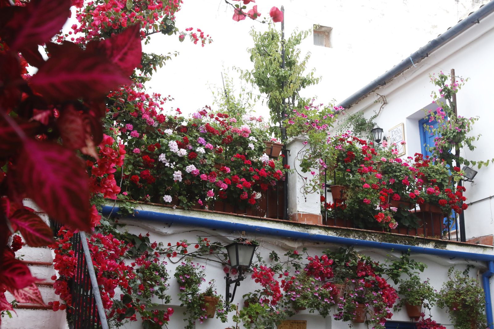 Los Patios  de Córdoba en tiempos de crisis: Siete Revueltas, 1