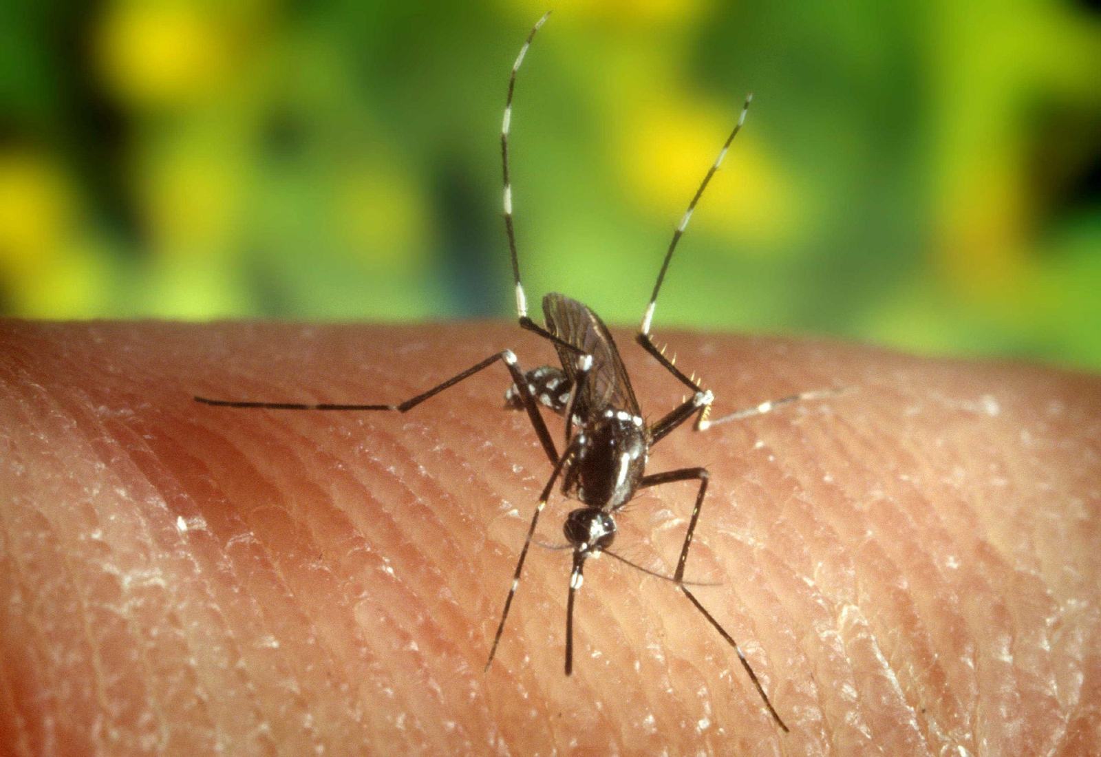 Imagen de archivo del mosquito 'Anopheles quadrimaculatus', portador del virus del Nilo. Imagen de archivo del mosquito 'Anopheles quadrimaculatus', portador del virus del Nilo.