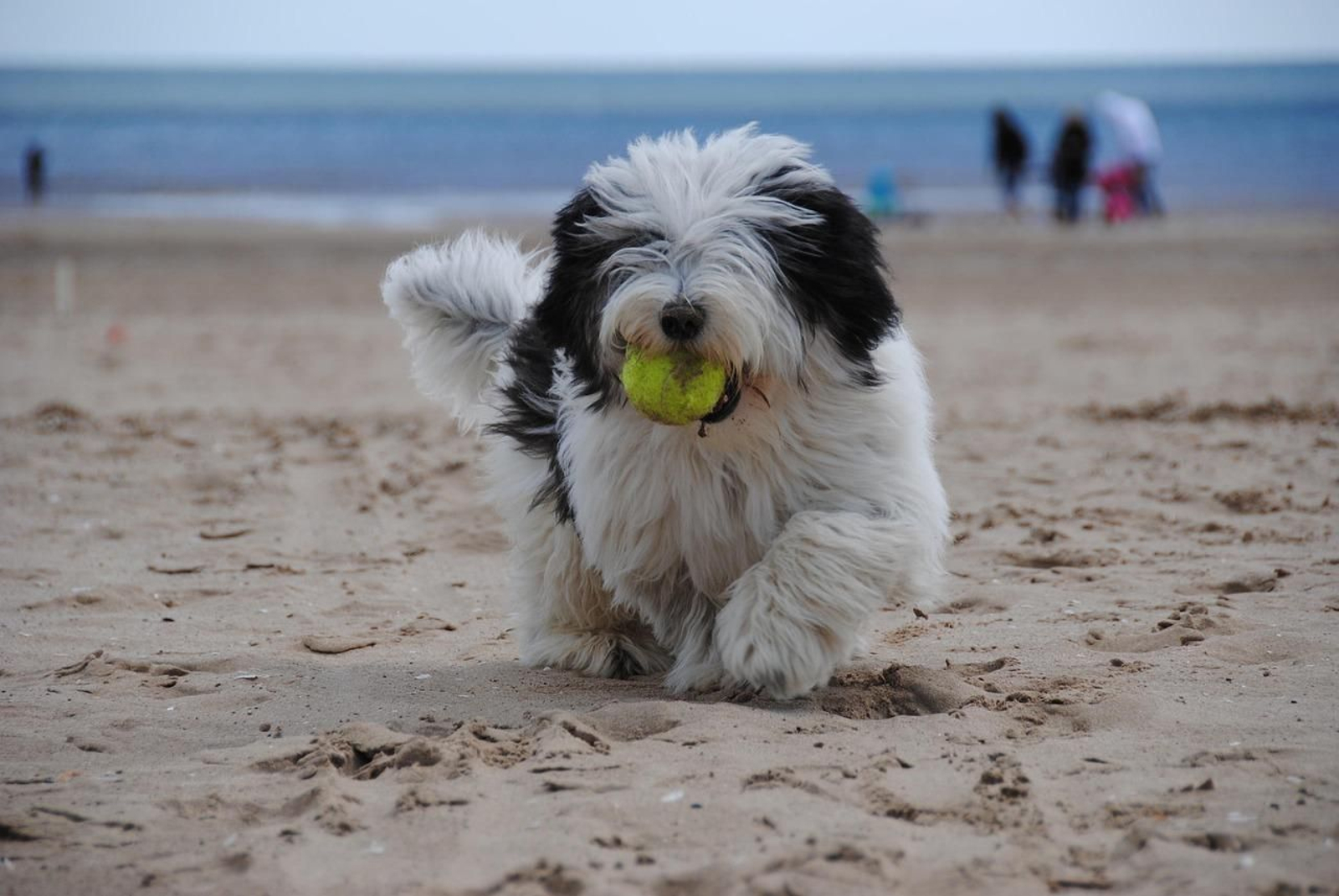 Perro en una playa.