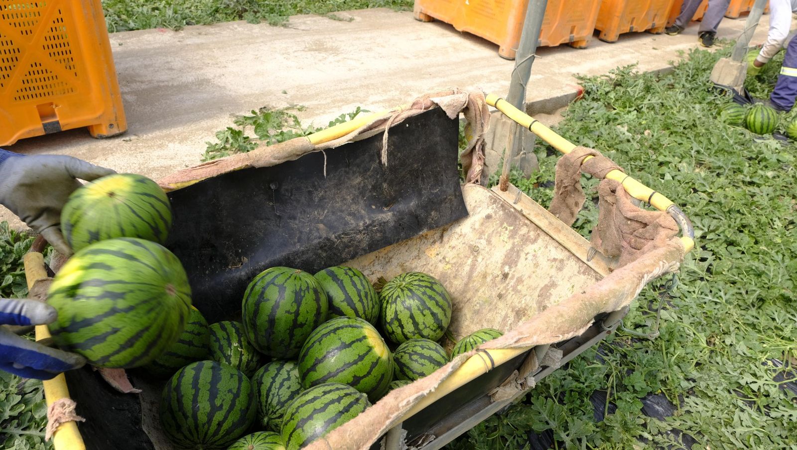 Imágenes de las primeras sandías que salen de Almería esta campaña